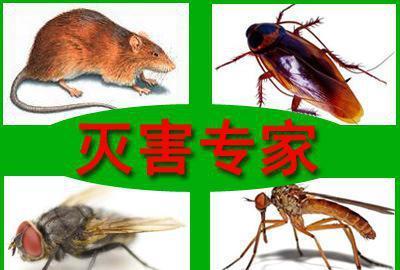 上饒滅鼠公司擁有哪些優(yōu)勢？-- 上饒市萬潔有害生物防治有限公司