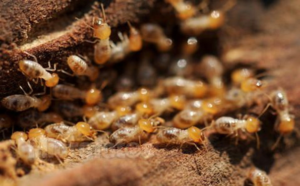 上饒白蟻防治公司的存在能為人們帶來什么益處？-- 上饒市萬潔有害生物防治有限公司