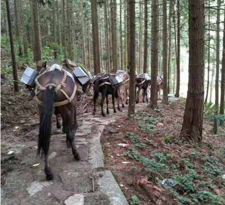 穿越人生旅程，馬幫運(yùn)輸伴您前行-- 廣東馬幫搬運(yùn)