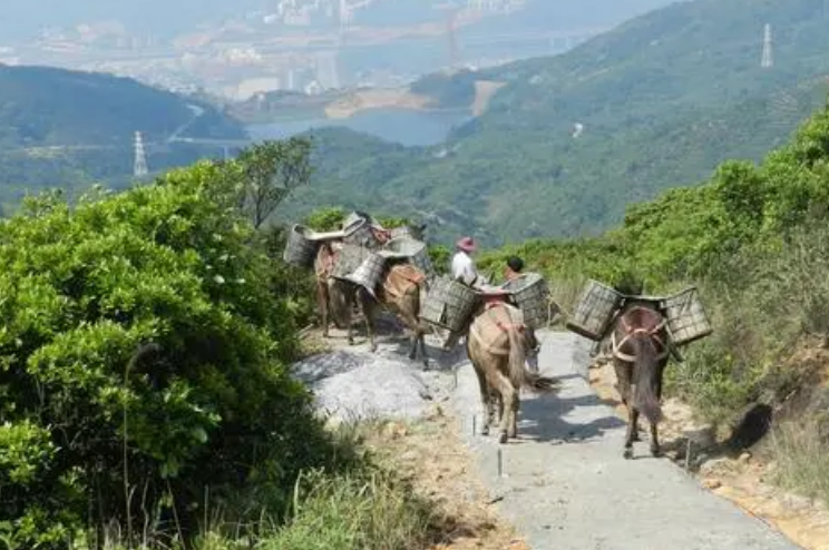 騾馬搬運(yùn)，讓生活更便捷-- 廣東馬幫搬運(yùn)