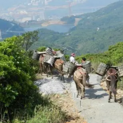 騾馬搬運(yùn)，讓生活更便捷