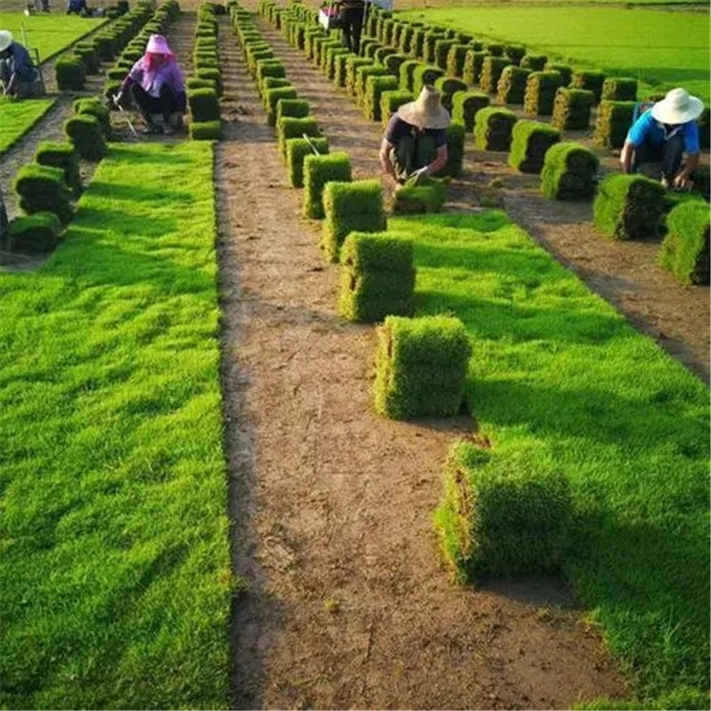 海南草皮種植適合什么地方-- ?？谛●T草皮種植基地中心