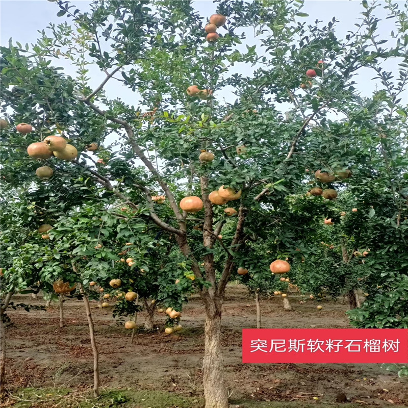 北京石榴樹栽植時的關(guān)鍵要領(lǐng)有哪些-- 北京大嶺園藝果樹基地