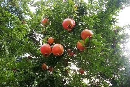 北京石榴樹的果實成熟時間探討-- 北京華振威種植中心