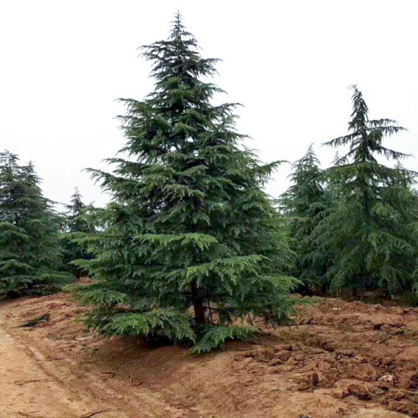 駐馬店雪松小苗栽植時密度如何控制好?-- 河南誠信雪松種植基地