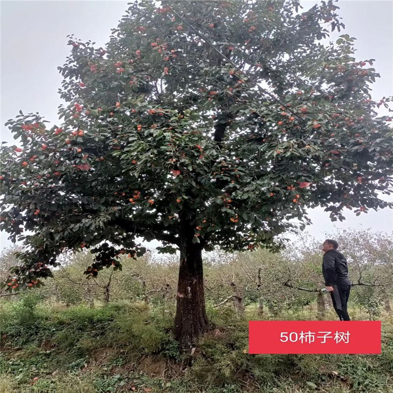 影響北京桃樹產(chǎn)量的因素有哪些呢-- 北京大嶺園藝果樹基地