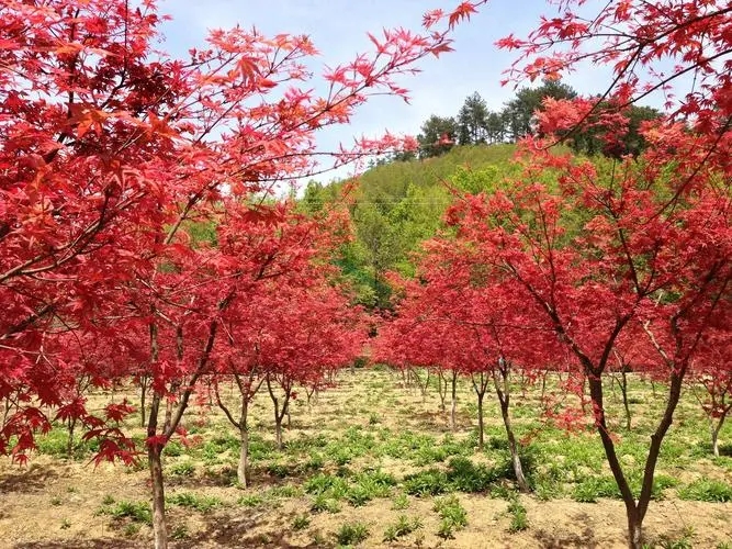 北京紅楓什么時候移植好？專家為您解答-- 北京華振威種植中心