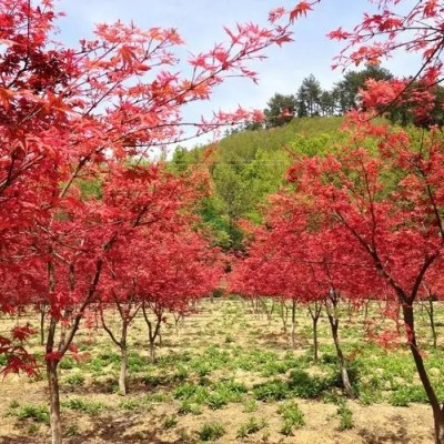 北京紅楓什么時候移植好？專家為您解