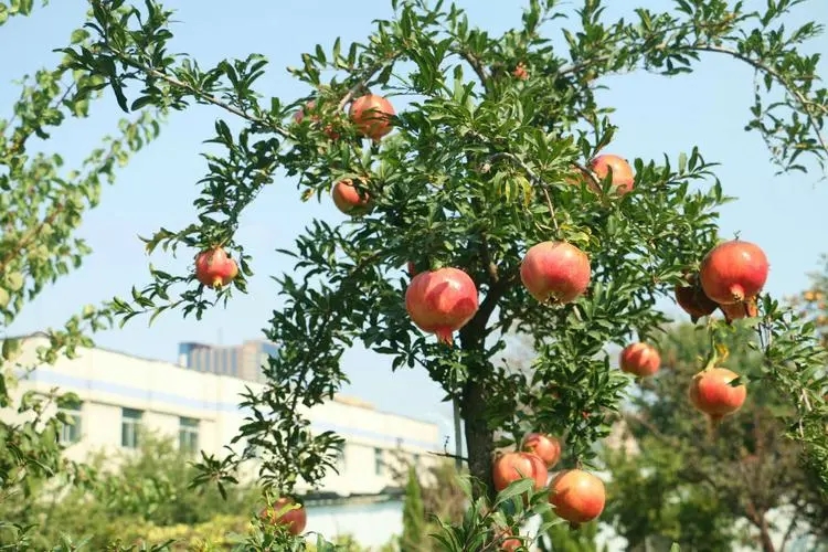 北京園林工程日常事項(xiàng)-- 北京華振威種植中心