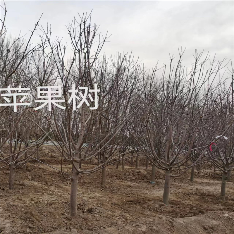 種植北京蘋果樹(shù)提高存活率的方法與技巧-- 北京蒙山果樹(shù)技術(shù)研究院公司