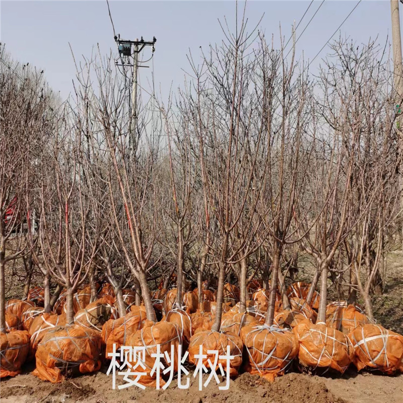 北京櫻桃苗種植技巧，讓你的櫻桃樹茁壯成長-- 北京蒙山果樹技術(shù)研究院公司