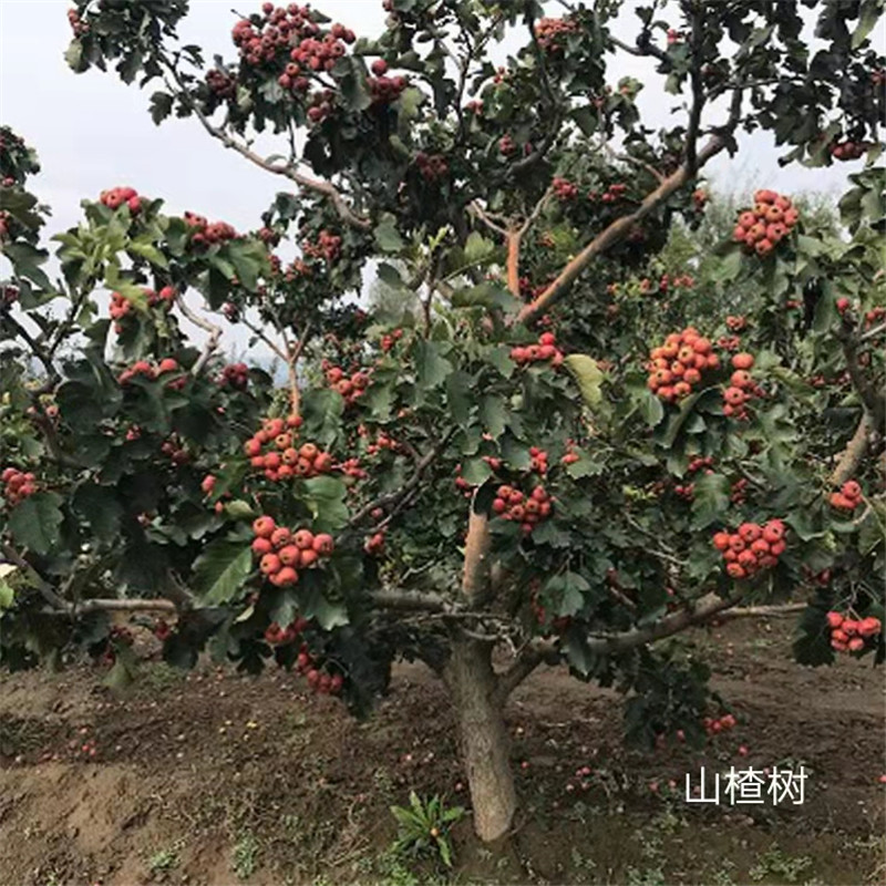 北京山楂樹移植的注意細節(jié)-- 北京名優(yōu)果樹苗木基地   