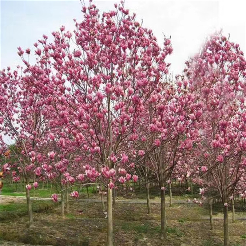 北京果樹基地存在的意義-- 北京宏偉果樹苗木基地