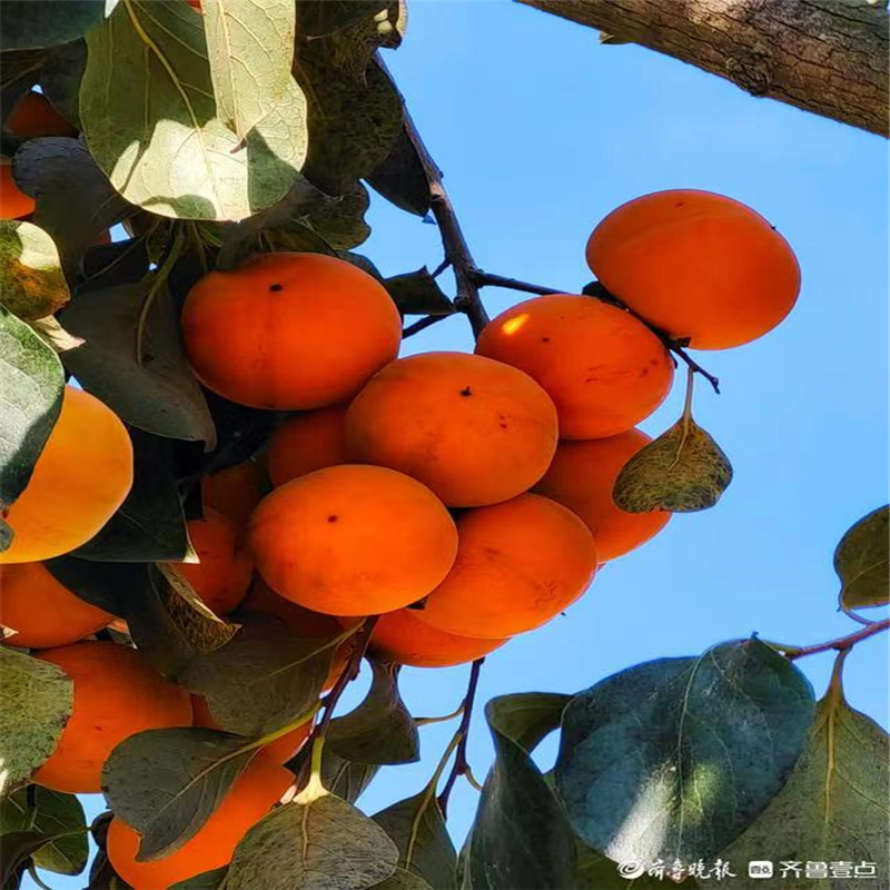 北京柿子樹栽培關(guān)鍵性管理措施-- 北京名優(yōu)果樹苗木基地   