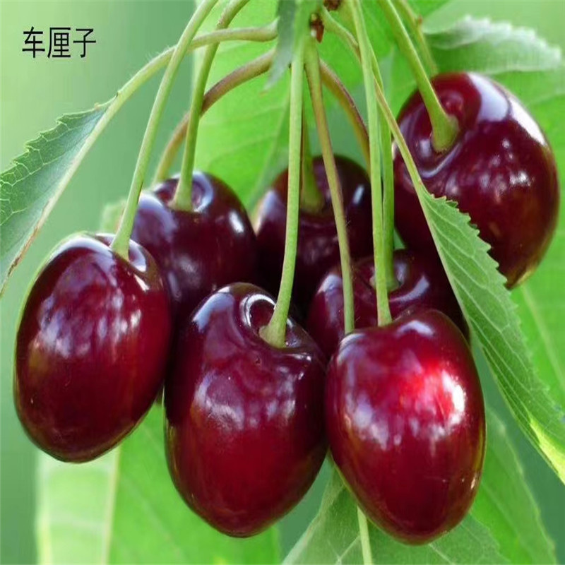 北京櫻桃樹種植的優(yōu)勢(shì)-- 北京宏偉果樹苗木基地