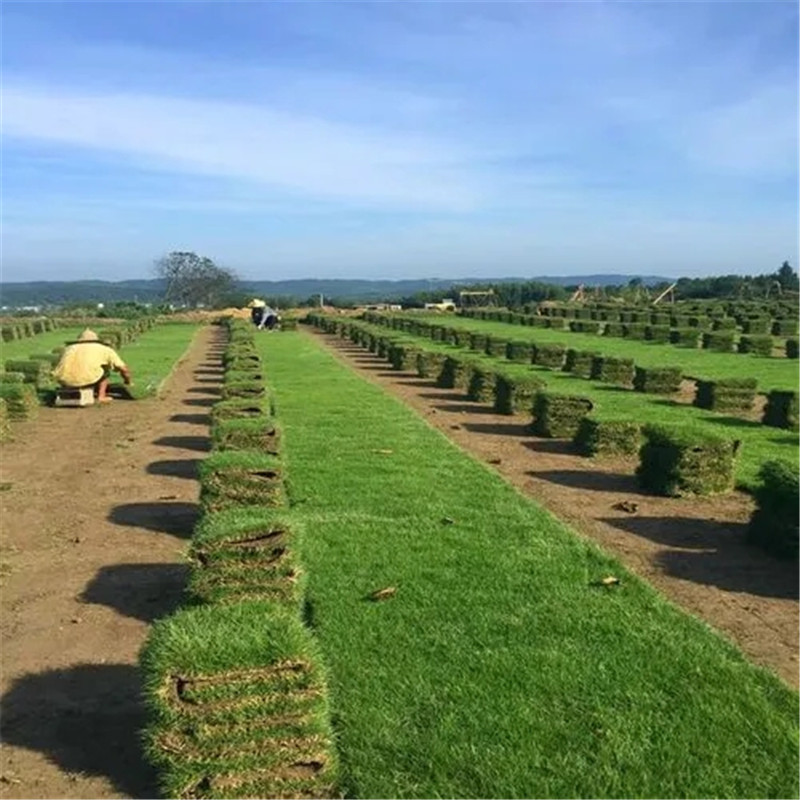 ?？诓萜しN植，土壤要求與養(yǎng)護(hù)策略-- ?？谛●T草皮種植基地中心