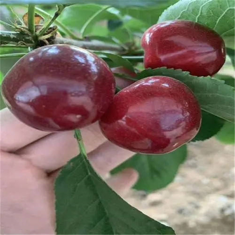 北京櫻桃樹栽植項(xiàng)目成功的必要因素-- 北京華振威種植中心