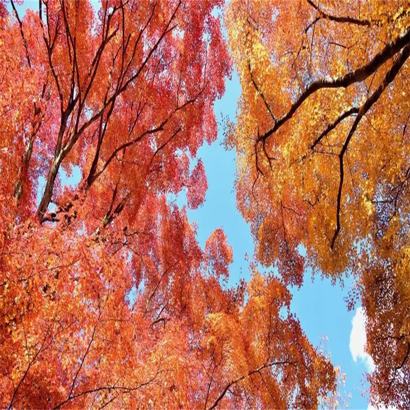 北京紅楓培育技術(shù)全面改良，為美麗秋景再添亮色-- 北京華振威種植中心