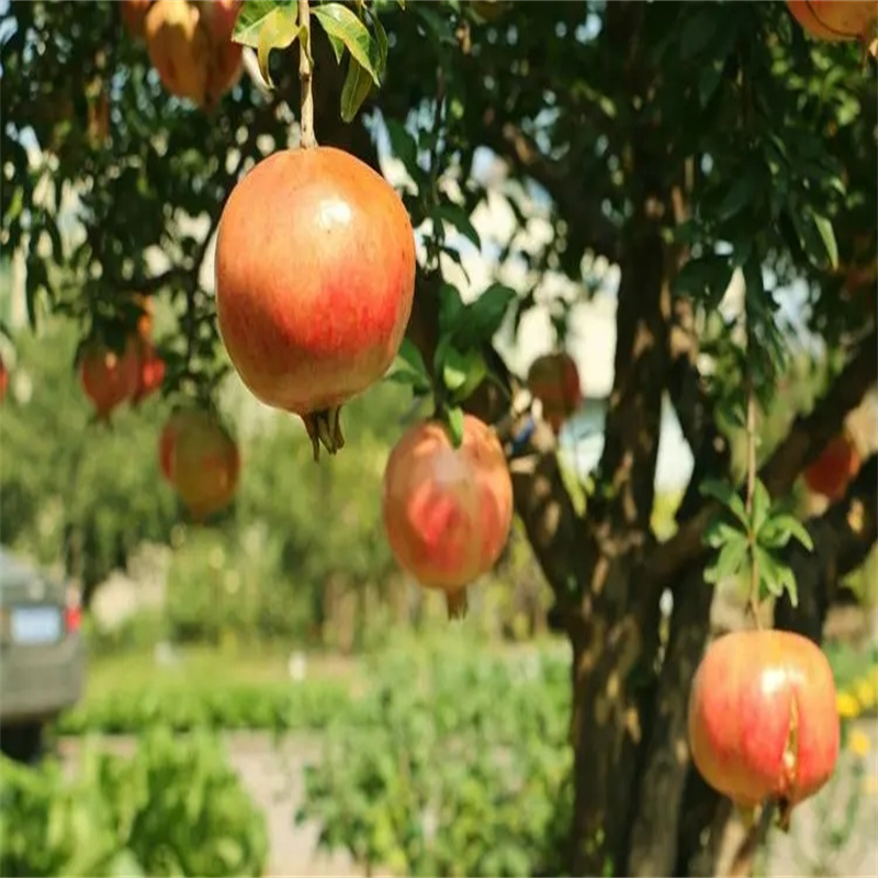 北京石榴樹栽植所需的外界環(huán)境因素-- 北京華振威種植中心