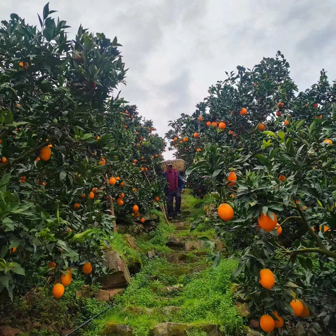 秭歸中華紅橙公司湖北秭歸臍橙的歷年產(chǎn)量和品牌榮譽-- 湖北秭歸雄豐果園