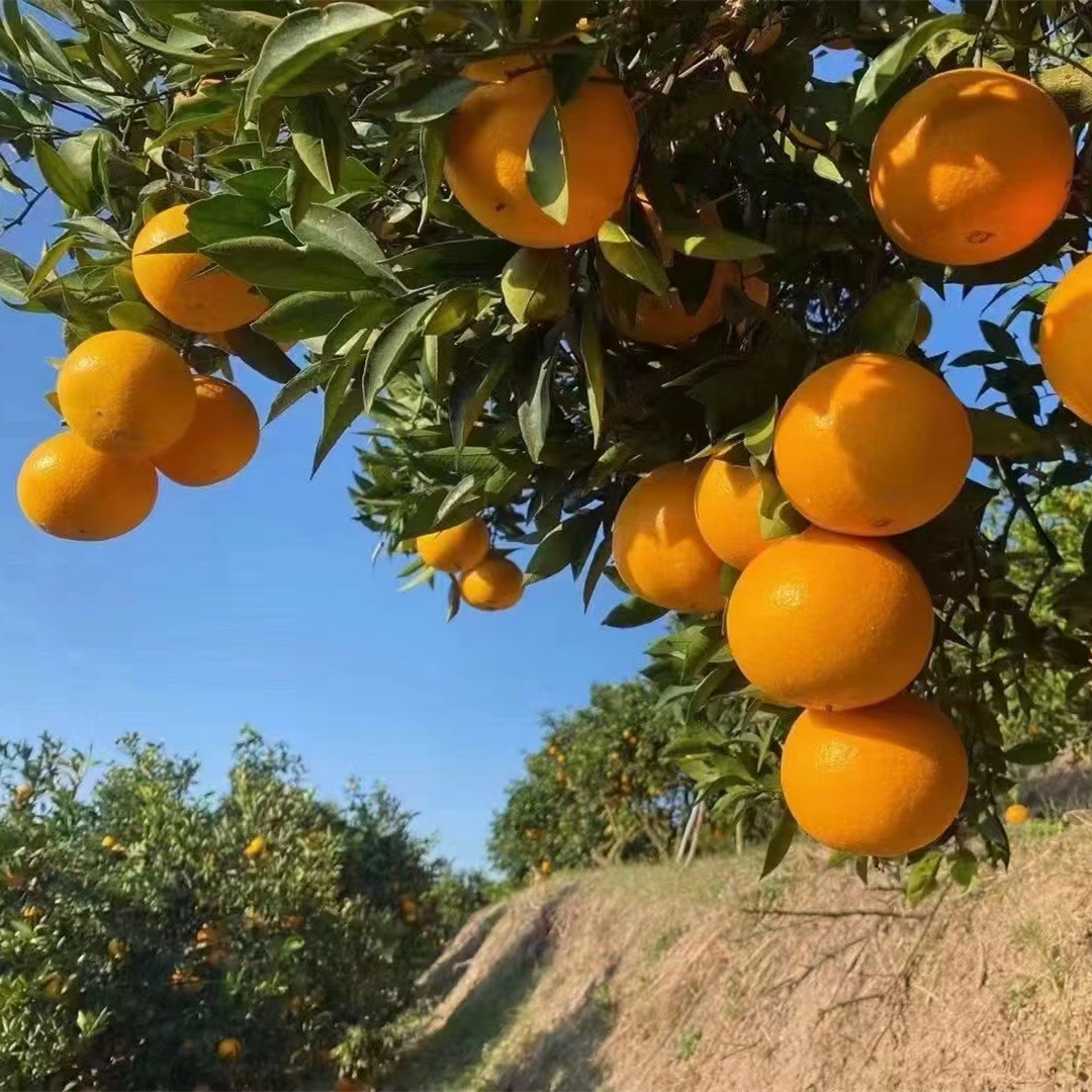 秭歸臍橙代辦，秭歸臍橙：香甜可口的自然饋贈-- 秭歸縣吉美園臍橙專業(yè)合作社