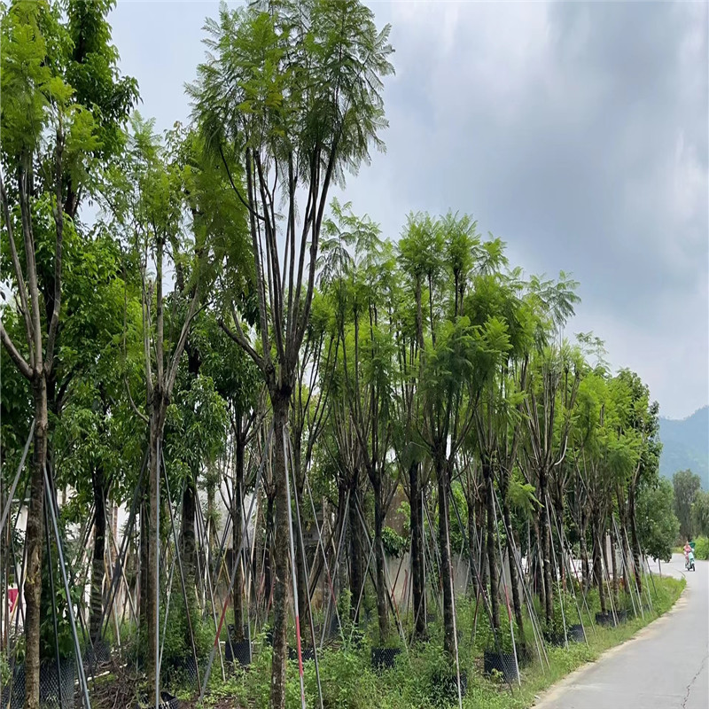 普寧鳳凰木，盛夏花期，綻放魅力-- 普寧廣太榮達(dá)苗木基地