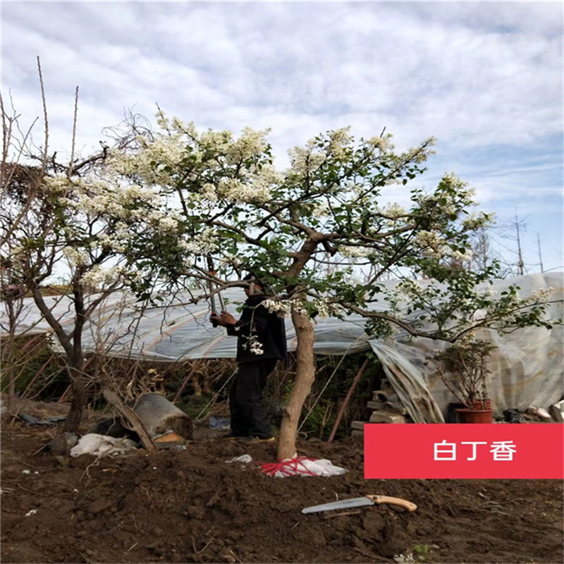 北京白丁香的移植季節(jié)-- 北京大興果樹基地