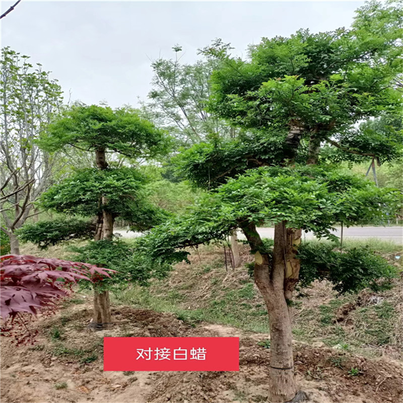 北京白蠟的種植與養(yǎng)護(hù)技巧，讓你的白蠟樹(shù)蓬勃生長(zhǎng)！-- 北京大興果樹(shù)基地