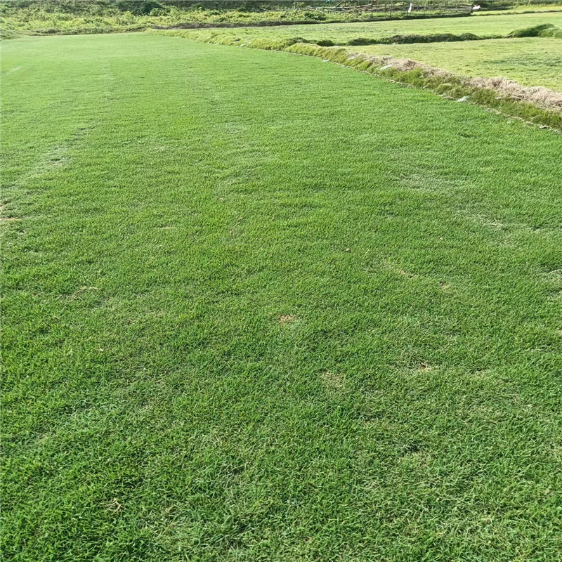 ?？诓萜な┓史椒?，助您打造綠色生態(tài)園林-- ?？谛●T草皮種植基地 