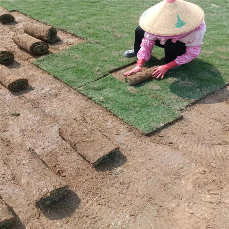 海南草坪主要用于下述幾個(gè)方面-- ?？谛●T草皮種植基地 