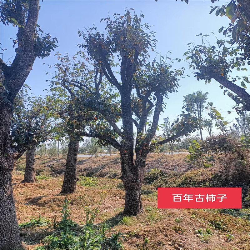 北京柿子樹(shù)日常管理技巧，讓您的柿子樹(shù)茁壯成長(zhǎng)-- 北京大嶺園藝果樹(shù)基地