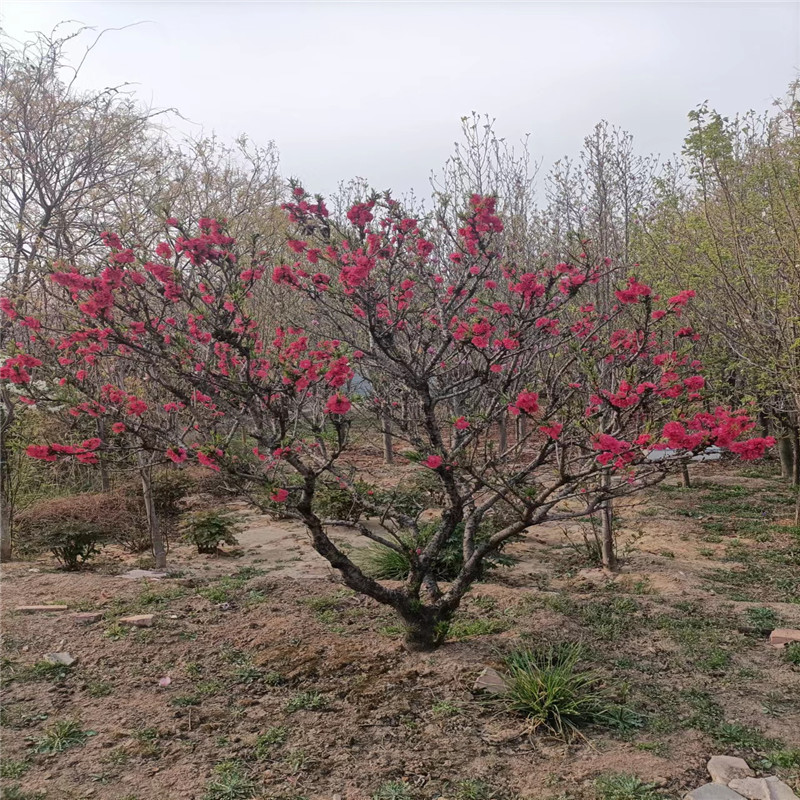 北京果樹(shù)基地，綠色生活的源泉與保障-- 北京大嶺園藝果樹(shù)基地