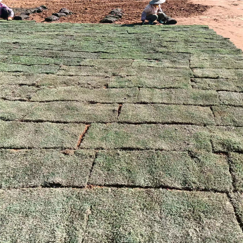 綠色奇跡，海南草坪的建植與管理-- 海口小馮草皮種植基地 