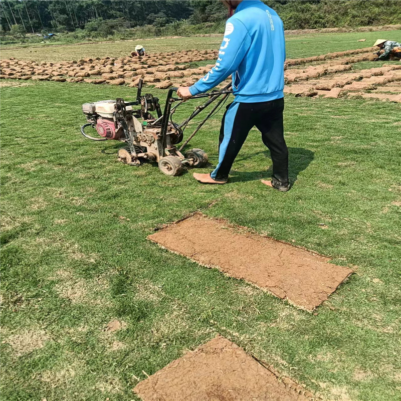 海南草坪在景觀設(shè)計(jì)中的作用-- ?？谛●T草皮種植基地 