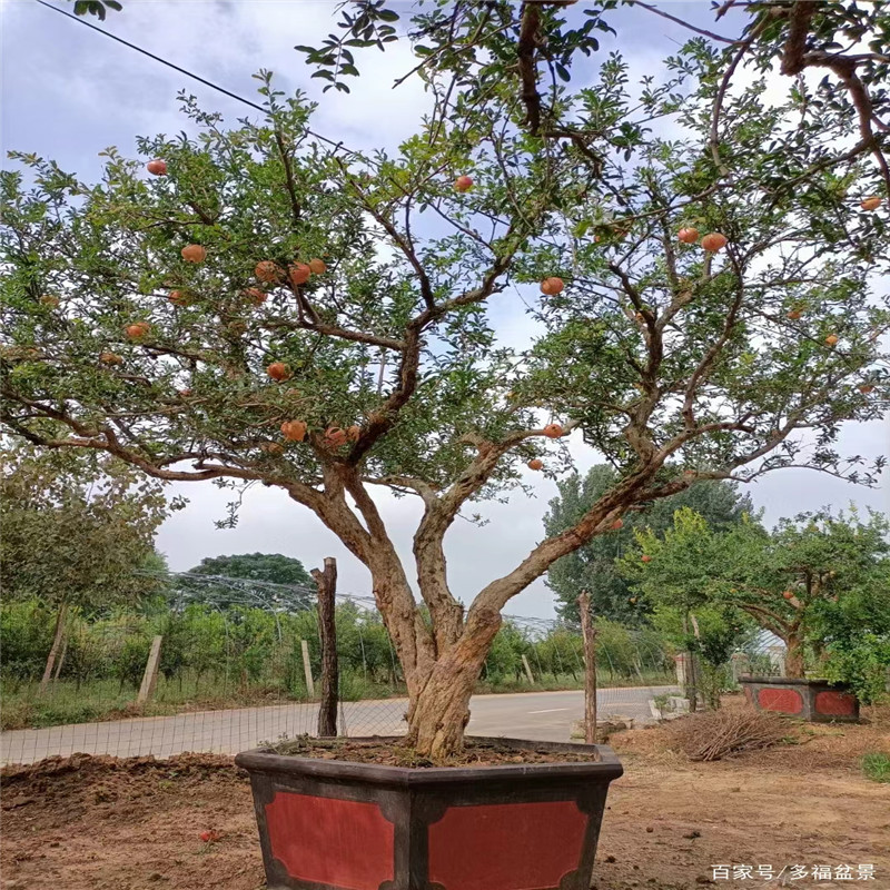 了解這些知識，讓您更好地種植北京石榴樹苗-- 北京名優(yōu)果樹苗木基地   