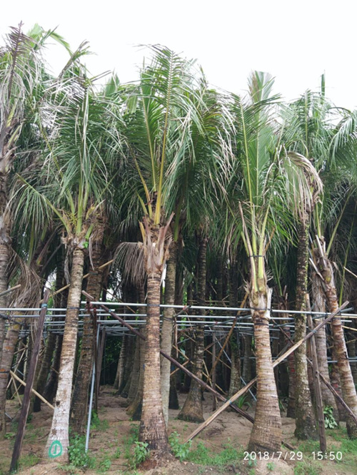 海南椰子樹(shù)種植基地-- 海南園林綠化草皮苗木