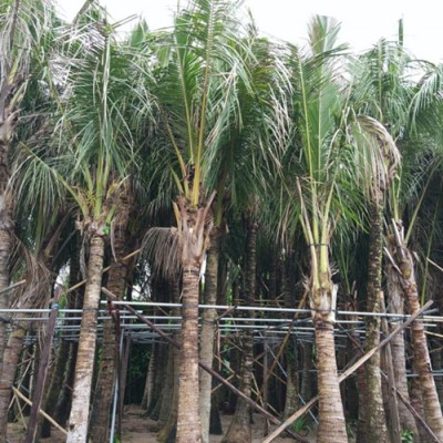 海南椰子樹(shù)種植基地