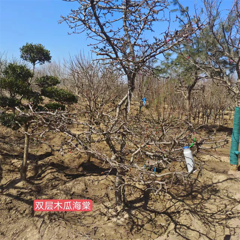 精準(zhǔn)栽植 北京海棠苗培育指南-- 北京大興果樹基地