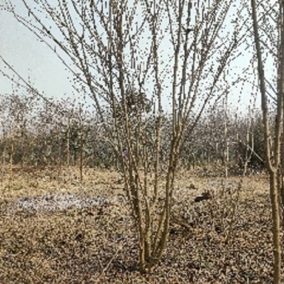 陜西叢生地錦槭種植基地