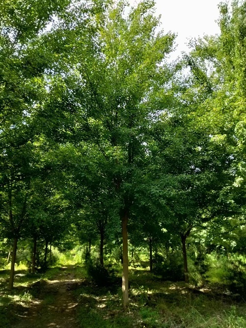 陜西三角楓種植基地-- 陜西華彩園林苗木花卉基地