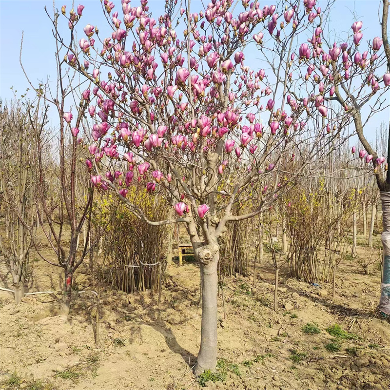 北京櫻桃苗種植的技術要點-- 北京大興果樹基地