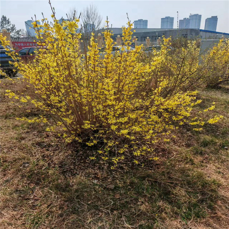 哈爾濱道路綠化養(yǎng)護的策略與實踐-- 哈爾濱圣澤苗木種植經(jīng)銷處