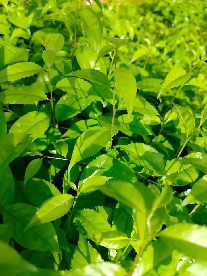 廣西崗梅苗的栽培技術(shù)-- 廣西優(yōu)朗三叉苦繁育種植基地