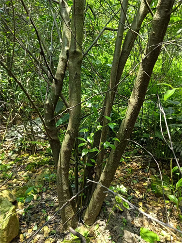 廣西崗梅苗木的種植流程-- 廣西優(yōu)朗三叉苦繁育種植基地