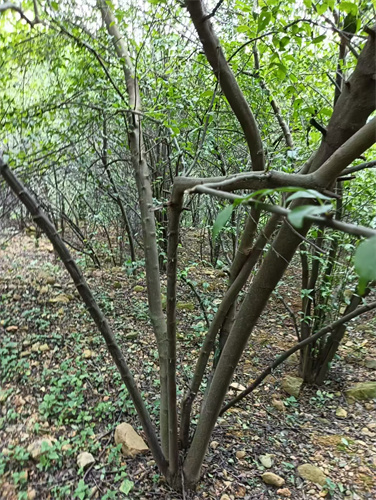 廣西崗梅苗木的種植-- 廣西優(yōu)朗三叉苦繁育種植基地