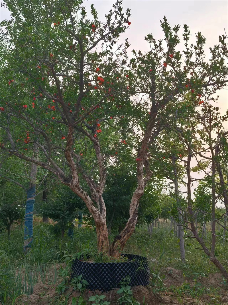 北京蘋果苗的種植知識(shí)你了解多少-- 北京大興果樹基地