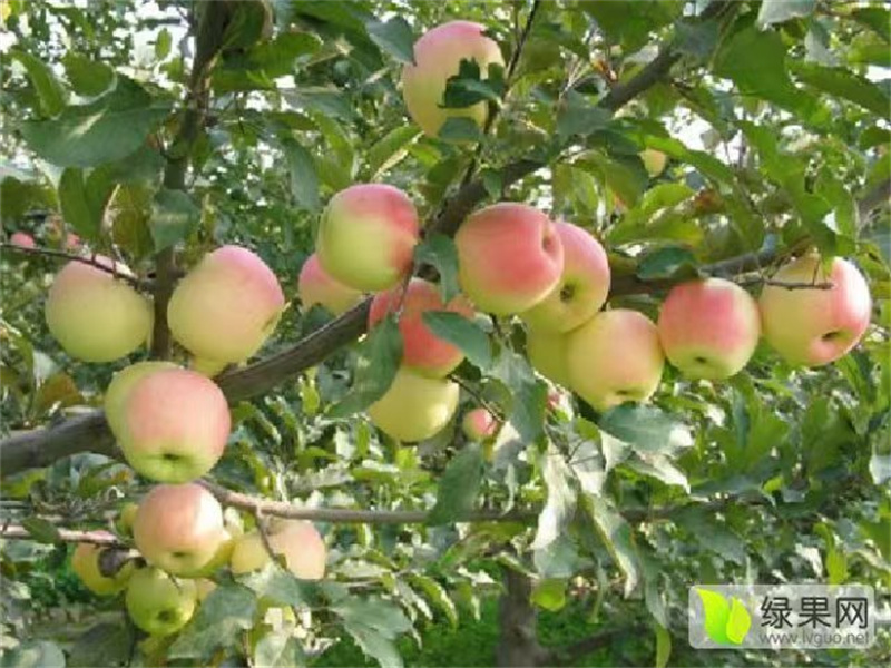 蘋果樹(shù)——大自然的饋贈(zèng)與人間的守護(hù)者-- 北京宏偉果樹(shù)苗木基地