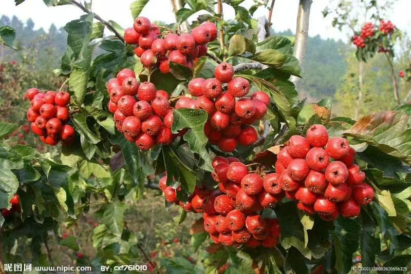 山楂苗的種植與應(yīng)用-- 北京宏偉果樹(shù)苗木基地