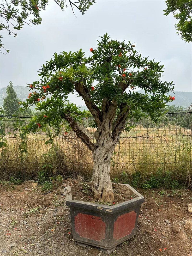 石榴樹(shù)，自然之賜的美麗與饋贈(zèng)-- 北京宏偉果樹(shù)苗木基地