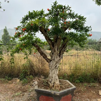 石榴樹(shù)，自然之賜的美麗與饋贈(zèng)